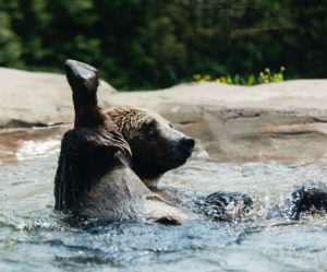 silly bear, it is a bull market