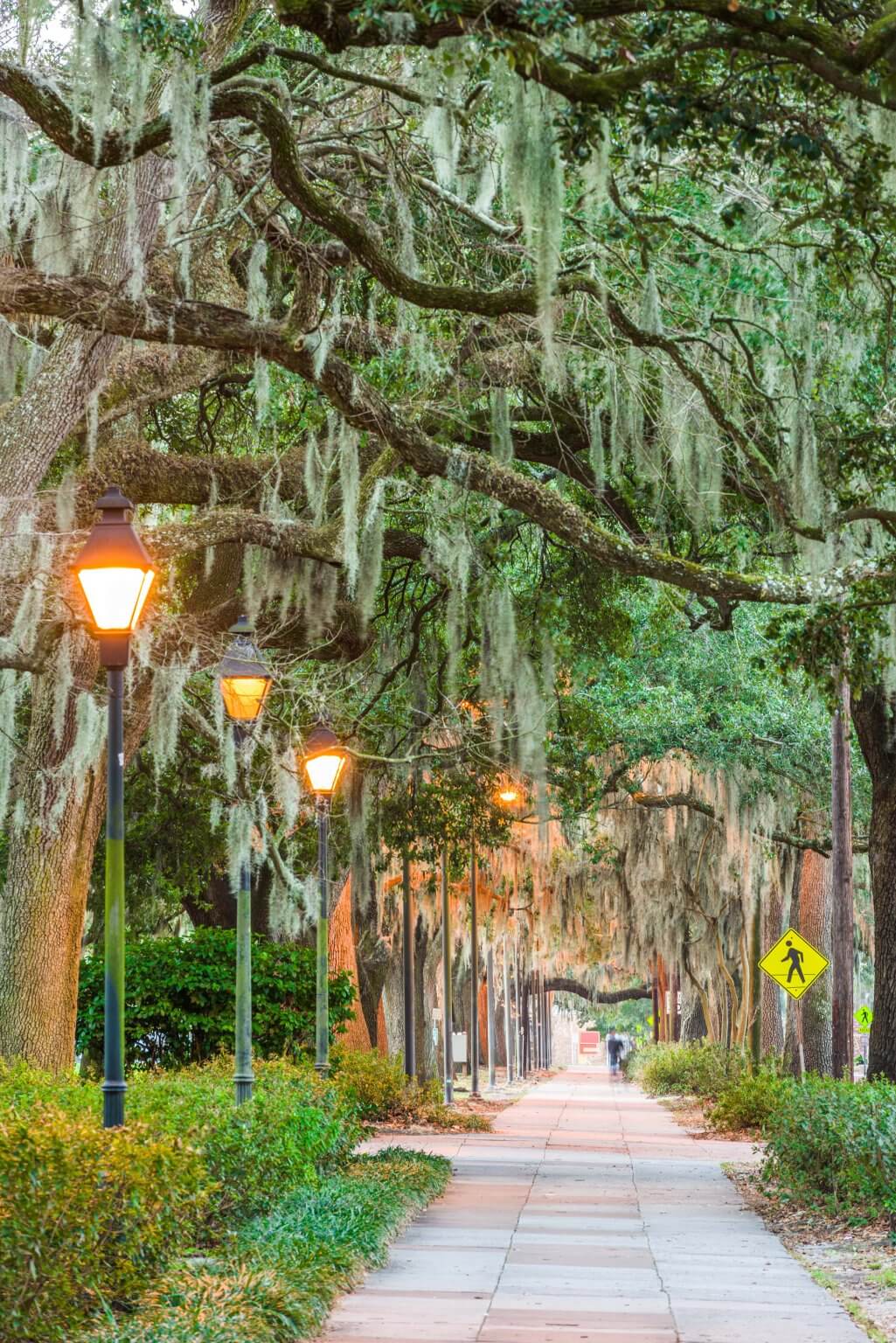 Savannah, Georgia, USA tree lined sidewalks with hanging spanish moss.